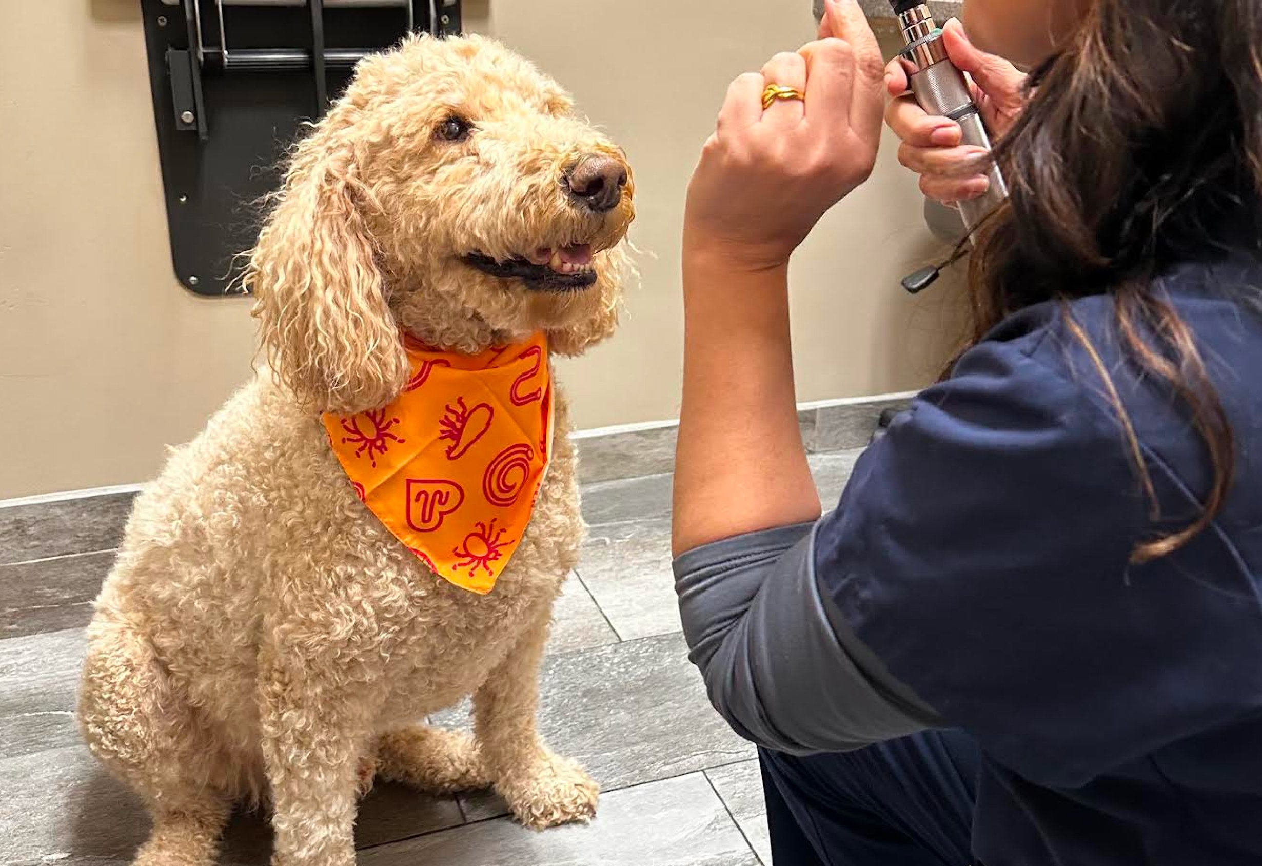 Dog wearing a bandana during a training session