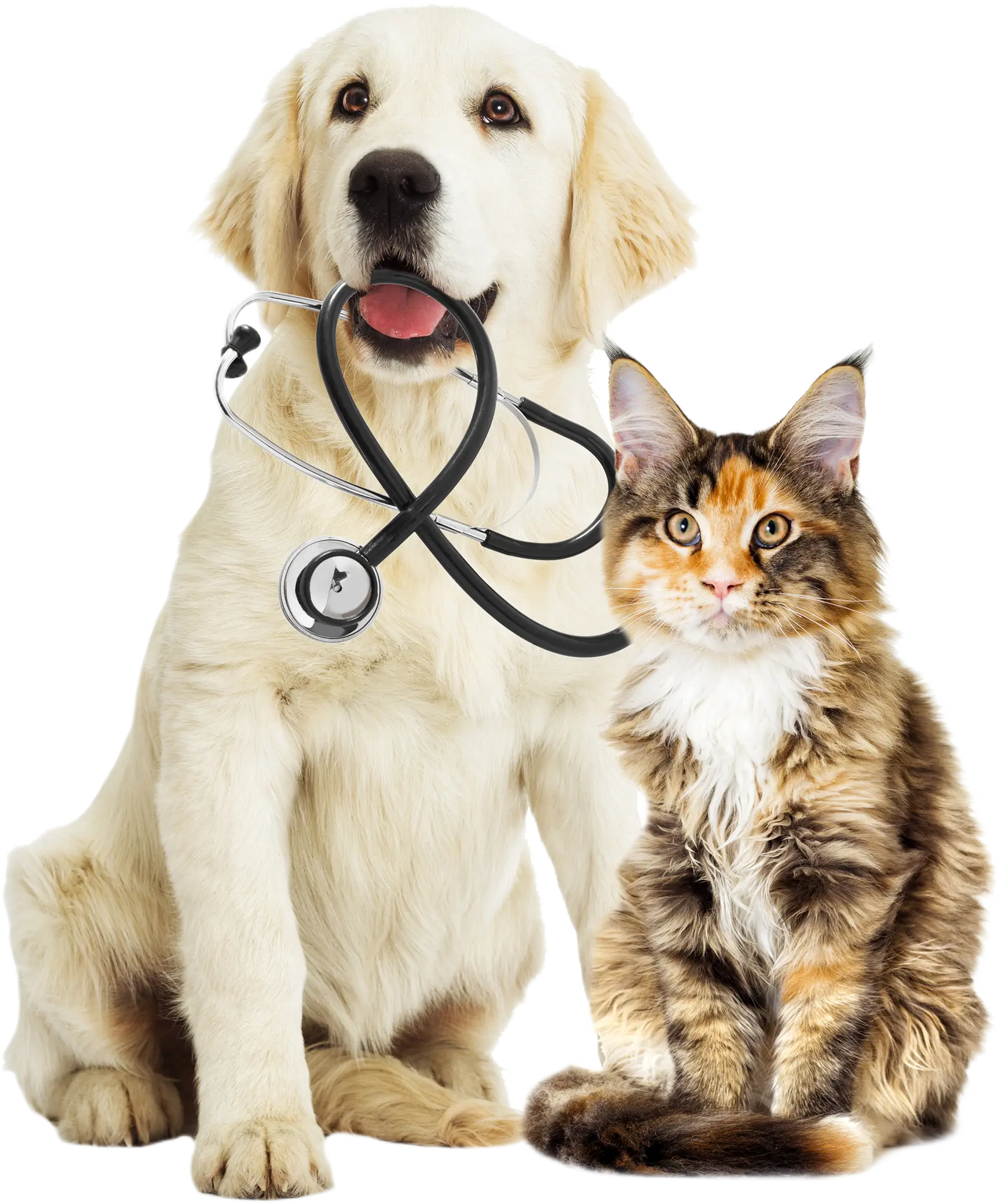 Dog and cat illustration with veterinary stethoscope