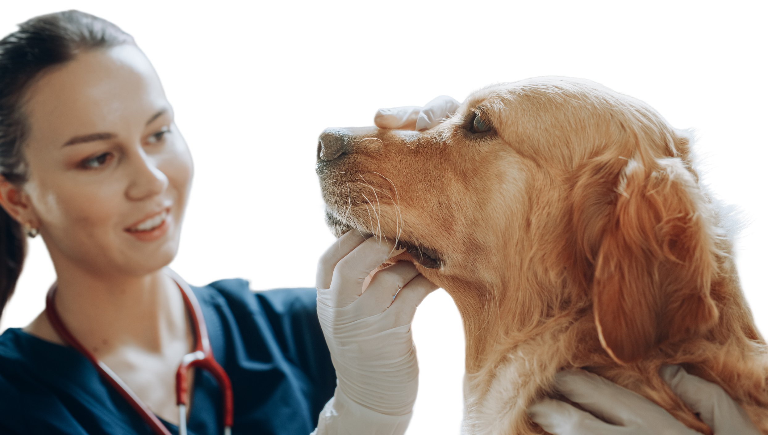 Veterinarian comforting a dog during treatment