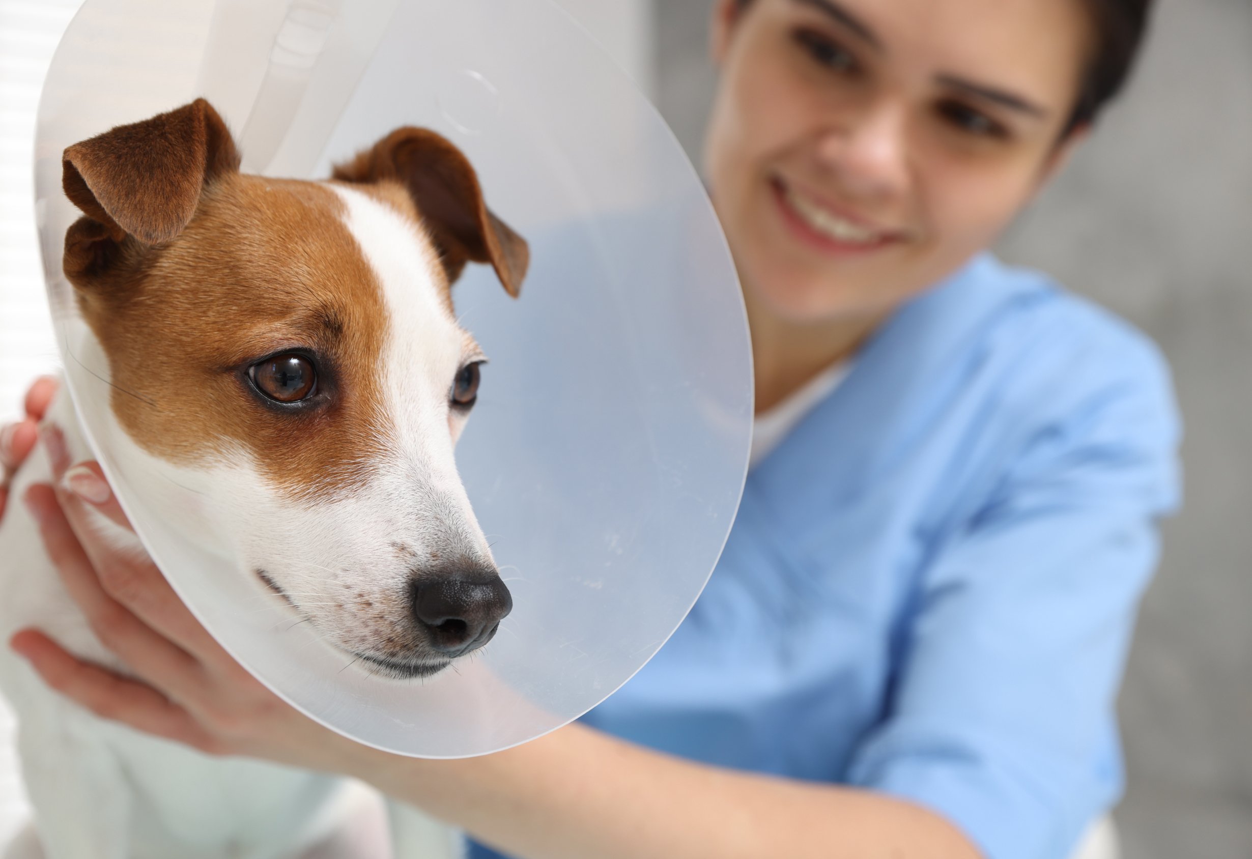 Dog wearing protective cone after surgery