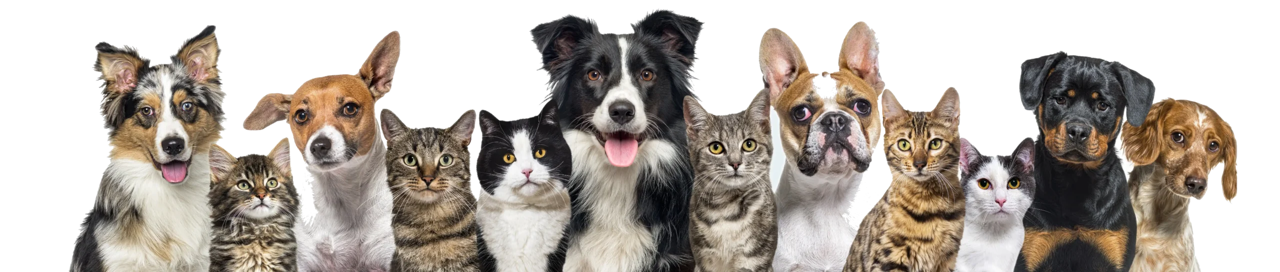Group of healthy dogs and cats outdoors