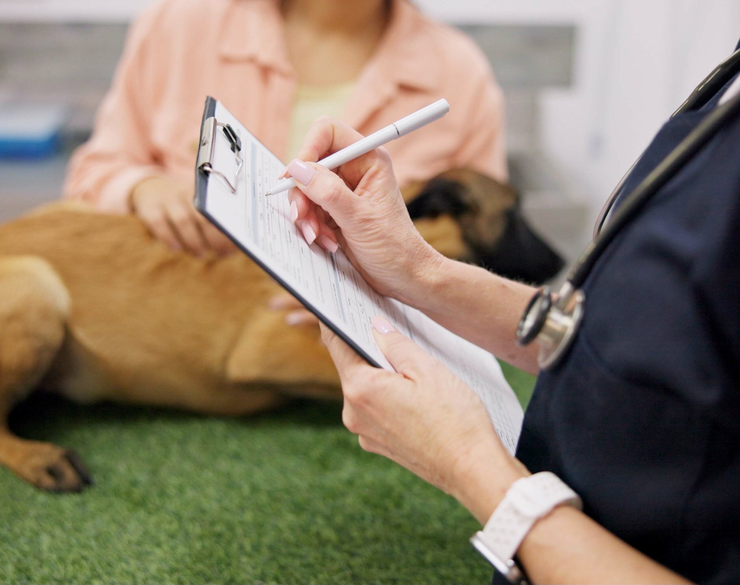 Veterinarian using a From during pet consultation