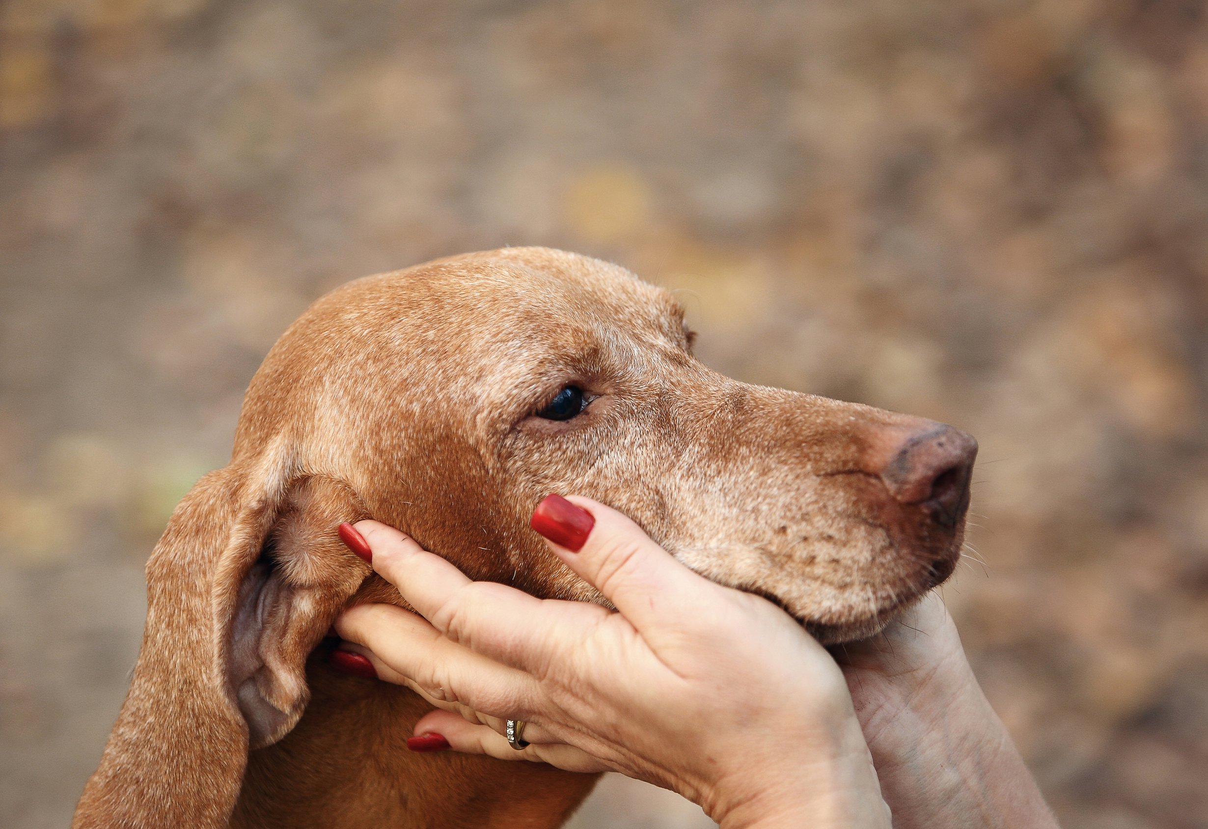 Senior dog receiving gentle care from a veterinarian