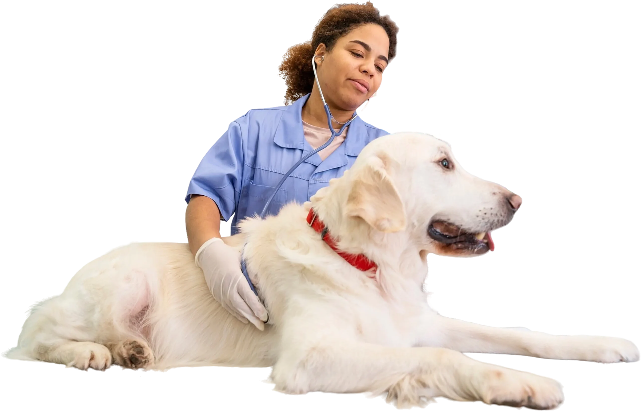 Veterinarian comforting a large dog