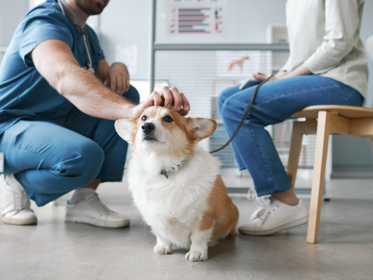 Dog receiving care from veterinary technicians