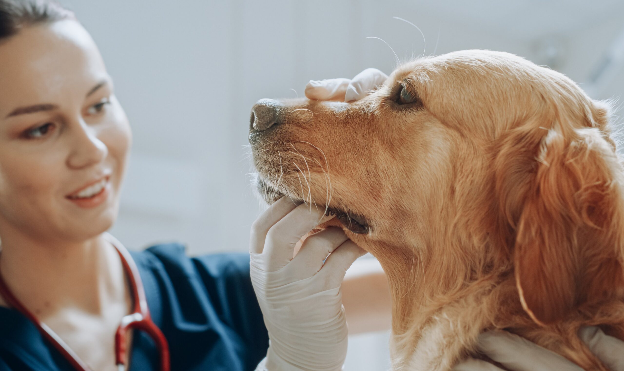 Veterinarian examining a golden retriever during a medical checkup