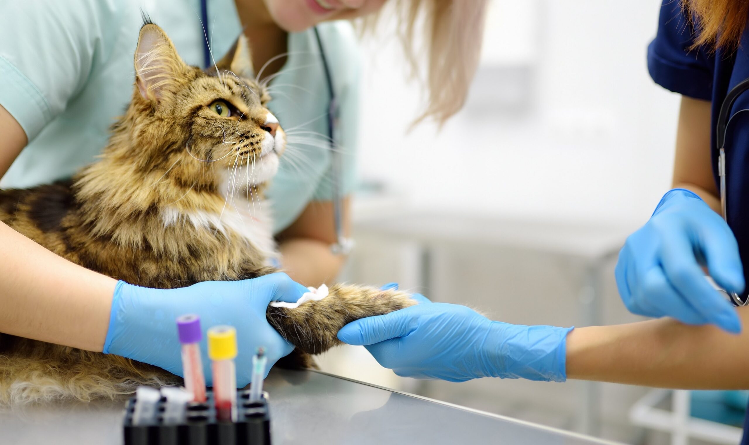 Veterinarian providing medical care to a cat during clinic visit